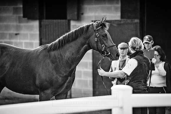 Goffs Orby 2015 -428 bw