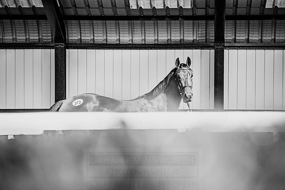 Goffs Orby 2015 -606 bw