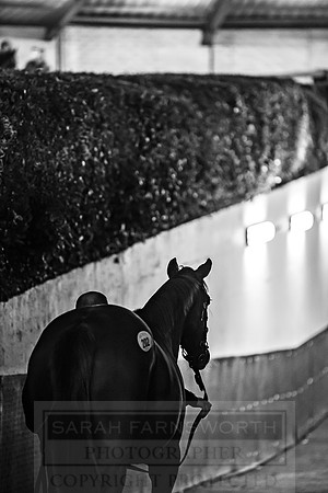 Goffs Orby 2018 Day 1-423