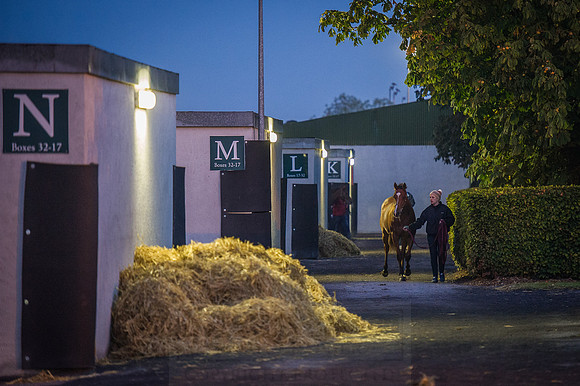 Goffs Orby 2015 -13