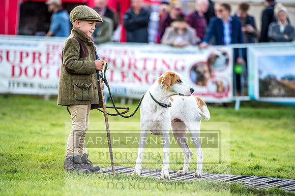Lowther Hound Show 2017-72
