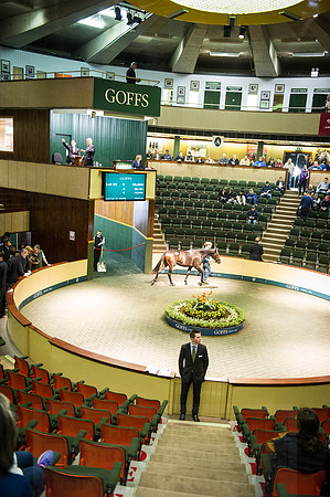 Goffs Orby 2015 -235