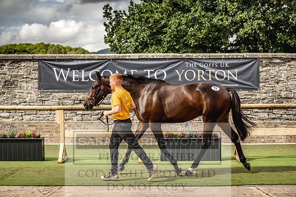 Goffs Yorton Sale 2022-186