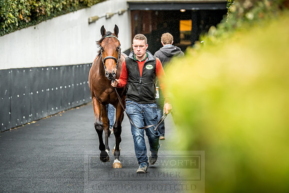 Goffs Orby 2018 Day 1-176