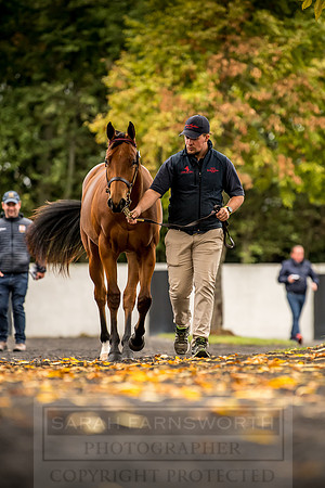 Goffs Orby 2018 Day 1-90