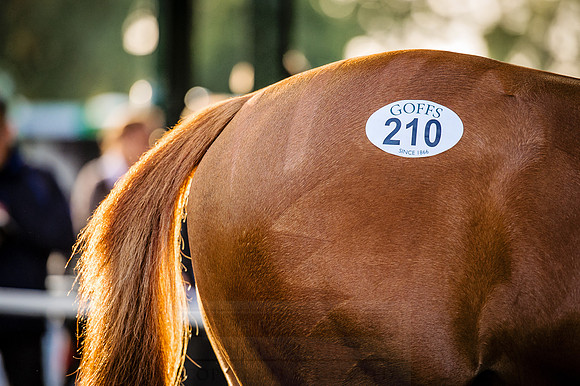 Goffs Orby 2015 -438