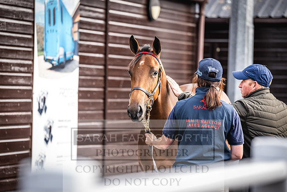 Goffs UK PY24-70