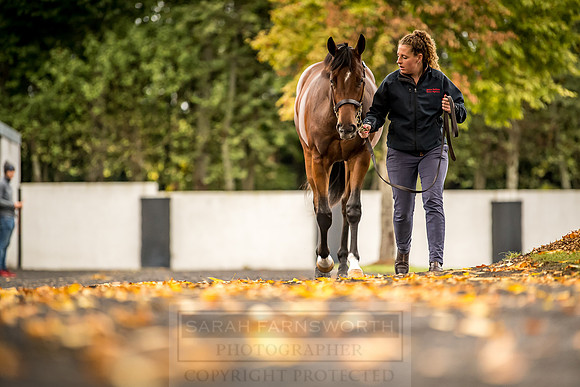 Goffs Orby 2018 Day 1-118