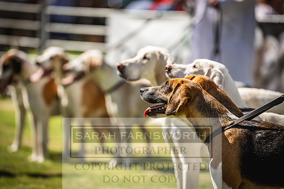 Rydal Hound Show 2022-52