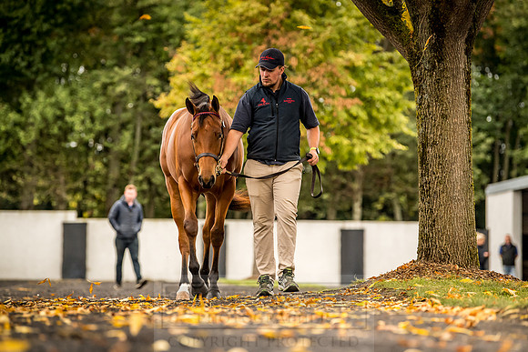 Goffs Orby 2018 Day 1-105