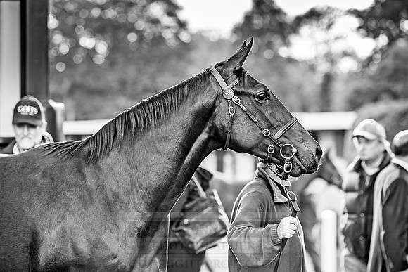 Goffs Orby 2018 Day 1-358
