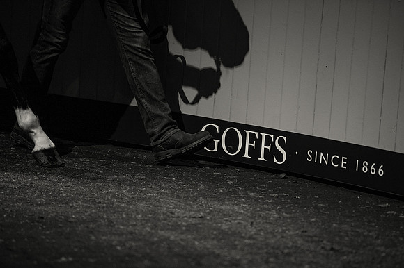 Goffs Orby14 CF7 590 bw