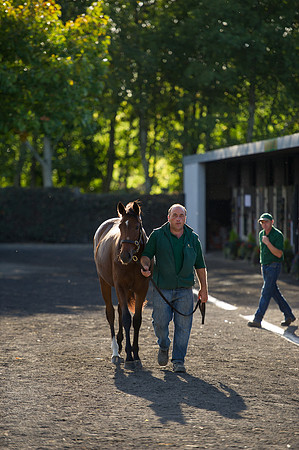 Goffs Orby14 CF7 298