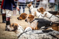 Honiton Hound Show 2022-13