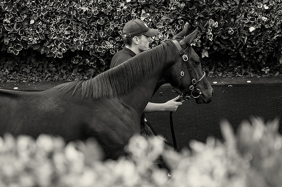 Goffs Orby14 CF10 339 bw