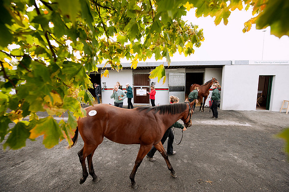 Goffs Orby14 CF4 039