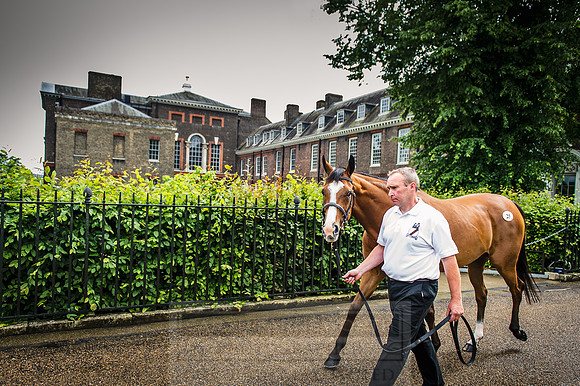 Goffs London Sale 2016-141