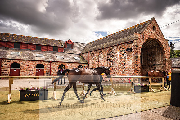 Goffs Yorton Sale 2022-193