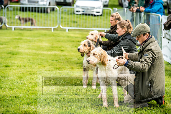 Lowther Hound Show 2017-50