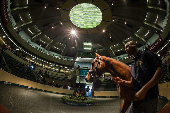 Goffs Orby 2015 -542