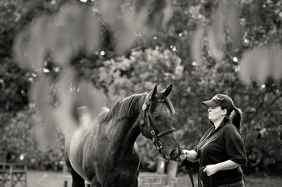 Goffs Orby14 CF1 463 bw