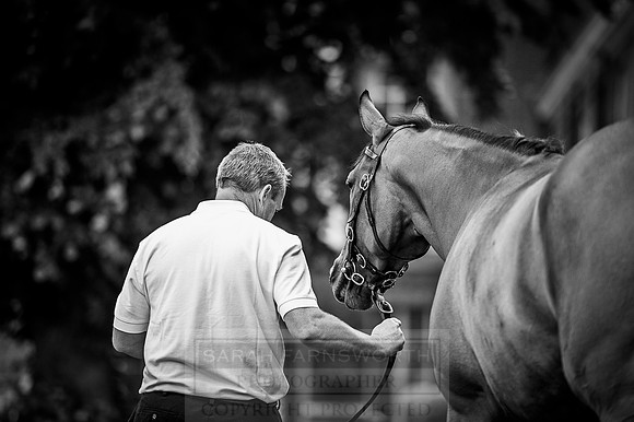 Goffs London Sale 2016-51