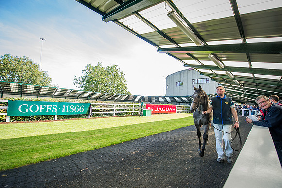 Goffs Orby 2015 -313