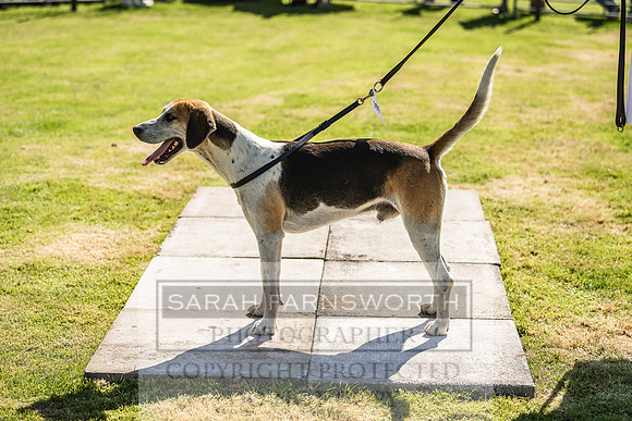 Rydal Hound Show 2022-26