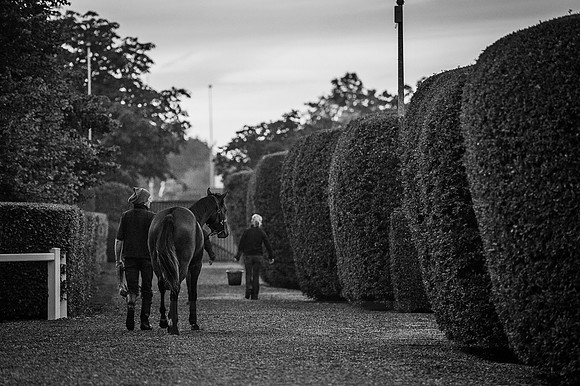 Goffs Orby 2015 -60 bw