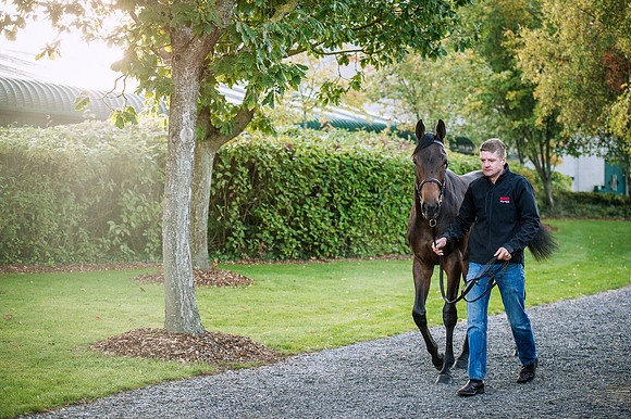 Goffs Orby 2015 -148