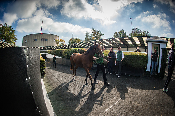 Goffs Orby 2015 -592