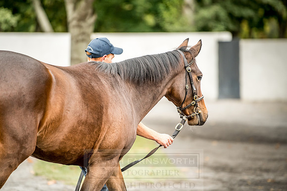 Goffs Orby 2018 Day 2-99
