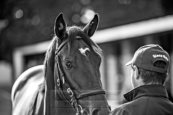 Goffs Orby 2018 Day 1-332