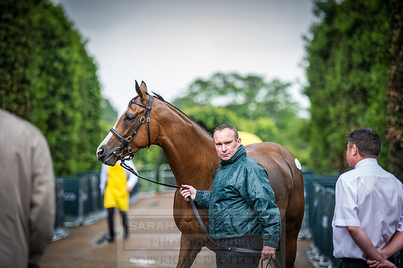 Goffs London Sale 2016-337