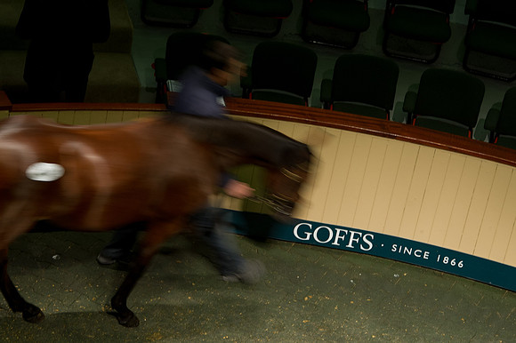 Goffs Orby14 CF5 164