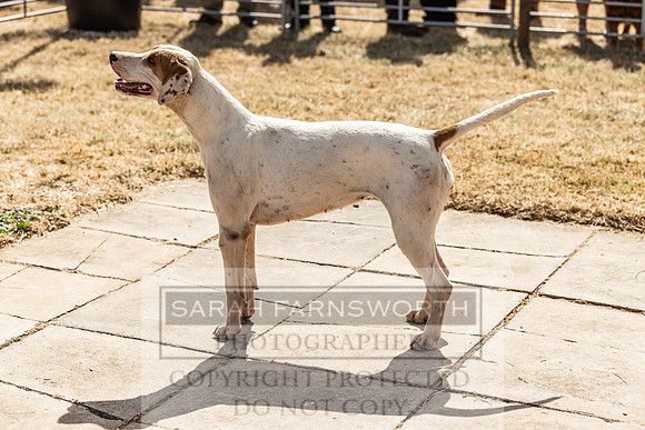 Honiton Hound Show 2022-88