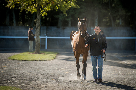 Goffs Orby 2015 -364