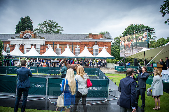 Goffs London Sale 2016-361