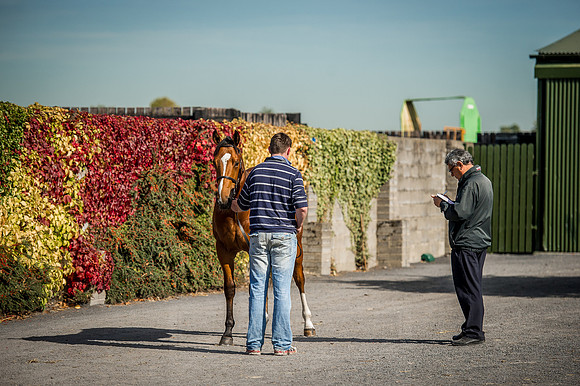 Goffs Orby 2015 -296