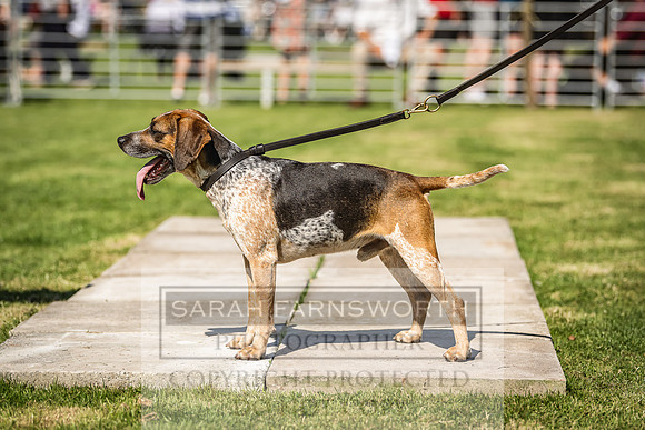 Rydal Hound Show 2022-28