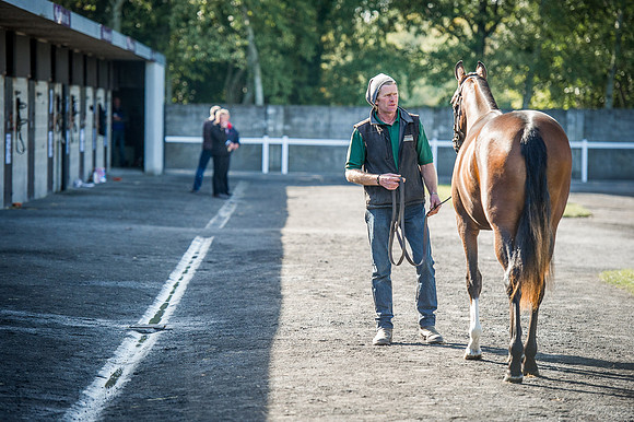 Goffs Orby 2015 -356