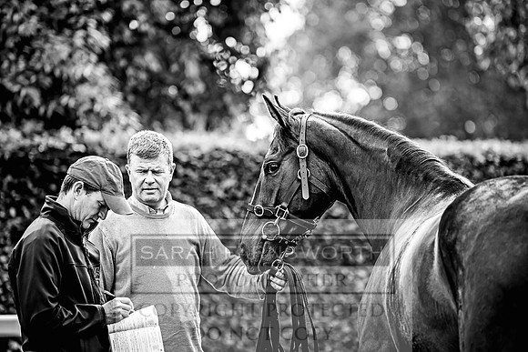 Goffs Land Rover Sale 2022-8