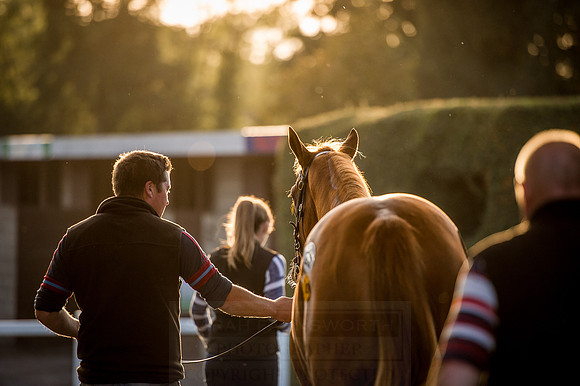 Goffs Orby 2015 -447