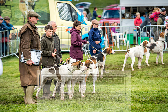 Lowther Hound Show 2017-52