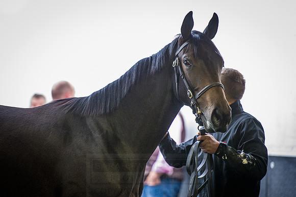 Goffs Orby 2015 -423