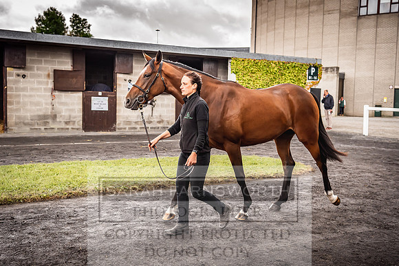Goffs Land Rover Sale 2022-546