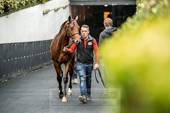 Goffs Orby 2018 Day 1-175