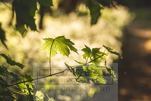 Cotswolds May 2020-7