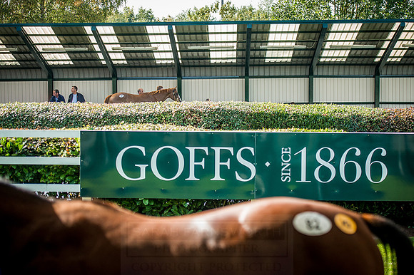 Goffs Orby 2015 -326