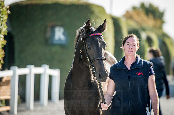 Goffs Orby 2015 -339